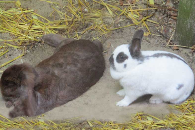 Kaninchen Eltern für Kinder